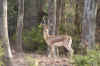 IMG_8525.JPG (75338 Byte)