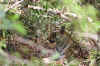 IMG_8592.JPG (137056 Byte)