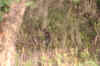 IMG_8701.JPG (103272 Byte)