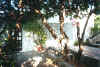 garten1.jpg (100780 Byte)