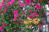 IMG_6824.JPG (123796 Byte)