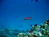 IMG_5095a.jpg (80292 Byte)