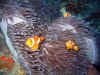 IMG_5406a.jpg (142392 Byte)