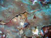 IMG_5422a.jpg (165078 Byte)