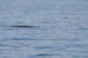 IMG_6499.JPG (59317 Byte)