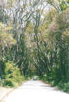 cherrytreehill.jpg (81081 Byte)