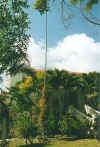 sunburyplantation.jpg (61139 Byte)