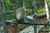wildlifereserve2.jpg (47991 Byte)
