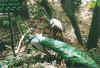 wildlifereserve6.jpg (68782 Byte)