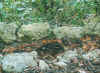 wildlifereserve7.jpg (74781 Byte)