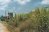 zuckerrohr3.jpg (49055 Byte)