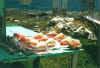 muscheln.jpg (97869 Byte)