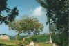stjohn5.jpg (58188 Byte)