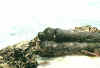 needhampoint3.jpg (45154 Byte)