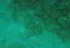 fish1.jpg (21177 Byte)