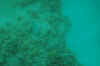 fish2.jpg (21177 Byte)