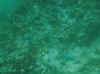fish5.jpg (30764 Byte)