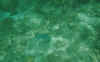 fish6.jpg (29568 Byte)