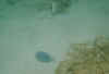 folkesteone.jpg (15078 Byte)