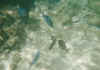 folkestone14.jpg (34543 Byte)