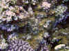 IMG_0669a.jpg (197375 Byte)