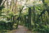 rainforest6.JPG (76568 Byte)