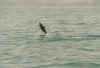 dolphins2.JPG (32642 Byte)