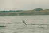 dolphins3.JPG (23925 Byte)