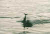 dolphins4.JPG (40460 Byte)
