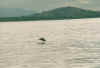 dolphins5.JPG (34617 Byte)