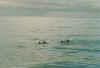 dolphins6.JPG (31139 Byte)
