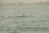 dolphins7.JPG (28960 Byte)