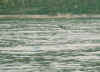 dolphins8.JPG (39537 Byte)