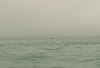 dolphins.JPG (16754 Byte)