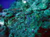 IMG_0186a.jpg (200339 Byte)