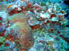 IMG_0198a.jpg (199572 Byte)