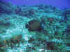 IMG_0263a.jpg (162802 Byte)
