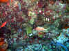 IMG_0335a.jpg (203552 Byte)