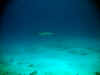 IMG_9616a.jpg (54720 Byte)