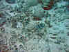 IMG_9647a.jpg (182033 Byte)