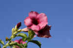 IMG_5100_1.JPG (56503 Byte)