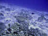 fp_fakaravaUW_07_napoleonfisch_ak.jpg (153936 Byte)