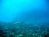 fp_fakaravaUW_12_riff_ak.jpg (102955 Byte)