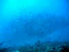 fp_fakaravaUW_15_riff_ak.jpg (92952 Byte)