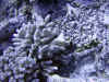 fp_fakaravaUW_17_gundel_ak.jpg (216757 Byte)