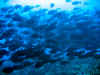 fp_fakaravaUW_20_fischschwarm_ak.jpg (125121 Byte)