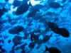 fp_fakaravaUW_21_fischschwarm_ak.jpg (129541 Byte)