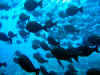 fp_fakaravaUW_22_fischschwarm_ak.jpg (129307 Byte)