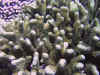 fp_fakaravaUW_23_versteckterfisch_ak.jpg (200091 Byte)