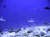 fp_fakaravaUW_35_haie_ak.jpg (92536 Byte)